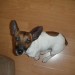 male minature jack russell lost in Raheen Limerick