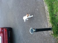Female jack Russell found in crosshaven