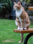 Female Ginger cat (Fenya) lost in Ballincollig,Cloisters,Link Road area