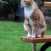 Female Ginger cat (Fenya) lost in Ballincollig,Cloisters,Link Road area