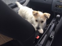 Very friendly young male terrier