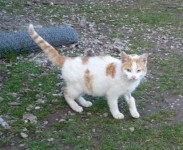 White & ginger Cat found in Castlemartyr