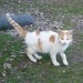 White & ginger Cat found in Castlemartyr