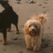 Two dogs, Polly and Boo Boo went missing from back garden in Listowel, Co. Kerry