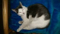 lost male white/gray cat in co.Laois, Mountmellick