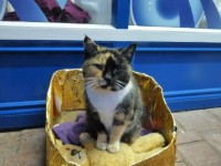 Tortieshell Cat found in Midleton