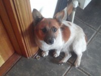 Jack Russell found Carrignavar