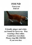 Ginger & white cat found in Garryvoe