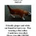 Ginger & white cat found in Garryvoe
