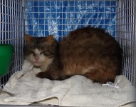 Tabby & white male cat found in Ballycotton