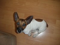 Missing minature jack russell