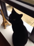 LOST Black Female cat – Castle Oaks, Bandon