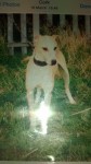 lemon and white whippet cross lurcher lost in dunmanway