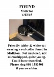 Male Tabby & White Cat found in Midleton