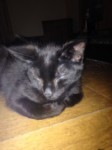 Black 5 mth old kitten missing in Macroom