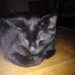Black 5 mth old kitten missing in Macroom
