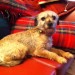 Female, Small wire-haired terrier. Cork city Centre [Nth]