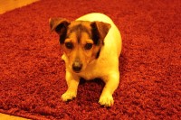 FOUND: female, all body white with brown head, similar to jack russell, small dog – TOGHER