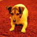 Female, all body white with brown head, similar to jack russell, small dog