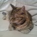 LARGE FEMALE NEUTERED CAT BALLYDEHOB