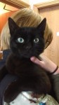 FOUND: Black male cat Whitegate, East cork