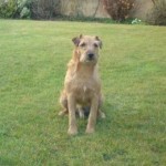 Brown male terrier missing from Clonakilty
