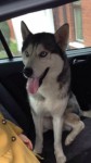 LOST MALE HUSKY DOUGLAS,grey and white with icy blue eyes,beautiful gentle family dog.missed dearly no questions asked if returned or found!!microchipped but is not wearing a collar