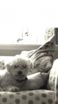 White Bichon Frise missing from Rochestown