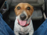 female jack russell lost in Farran/Ovens Co Cork