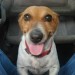 female jack russell lost in Farran/Ovens Co Cork