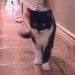 Lost black and white female cat in Sixmilebridge area