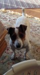 Lost/Stolen JRT Male Conna Co. Cork area