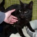 Black female cat found in Ballinacurra