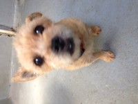 Found terrier – Ballyhooley woods Cork