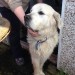 Retriever found in Carrigtwohill