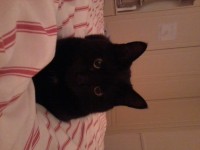 Male black cat lost in Ballincollig