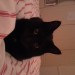 Male black cat lost in Ballincollig