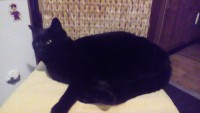 Black cat Cappamore/Dromkeen are