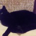 Black cat Cappamore/Dromkeen are