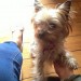 Male Minature Yorkie – lost in South Armagh/Louth