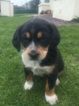 Female black beagle puppy 9 weeks old lost in Youghal
