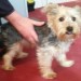 Yorkshire Terrier-Young Male no microchip