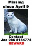 All white female cat lost in bandon