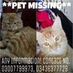 Lost Cat – Pakistan