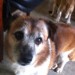 Male Terrier Missing From Valentia Island, Co. Kerry