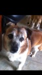 Male Terrier Missing From Valentia Island, Co. Kerry