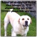 5 year Golden Labrador dog stolen from Laois on Saturday 25/4/15. Wearing black collar