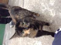 black with orange markings female cat found, Limerick City