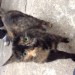 black with orange markings female cat found, Limerick City