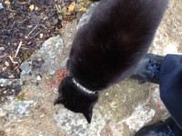 Black and white cat found in Mahon/Blackrock area